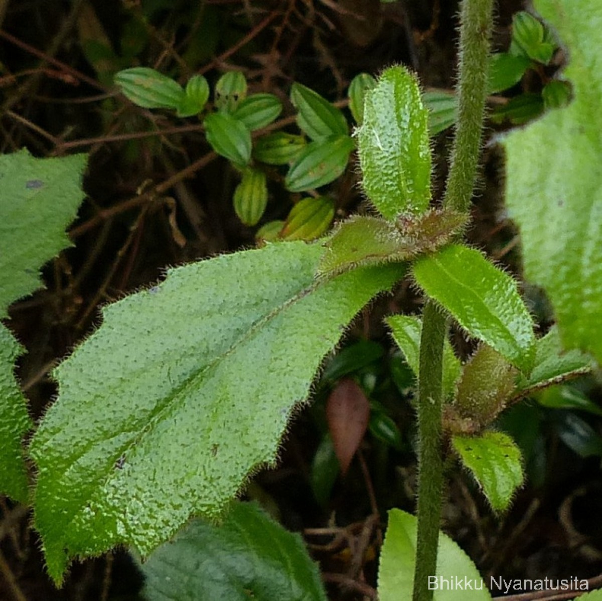 Blumea hieraciifolia var. flexuosa (C.B.Clarke) Randeria